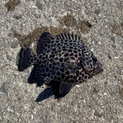 堤防でイシガキダイ！