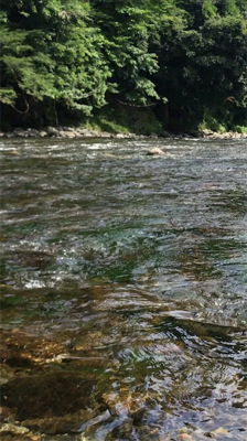 安曇川村井橋上流