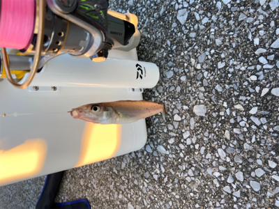 水路でちょい投げ