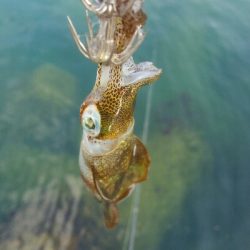 五目まであと1匹！