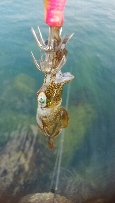 五目まであと1匹！