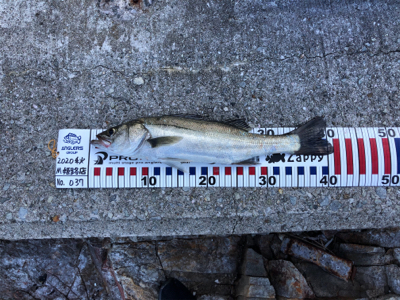 久しぶりのシーバス