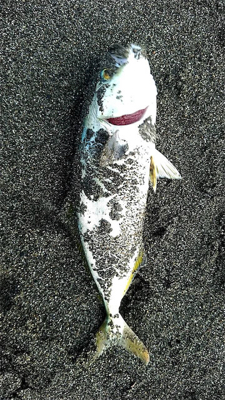 久々のワカシくん