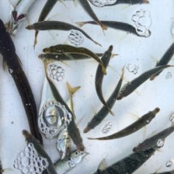 豆アジゲット❗️