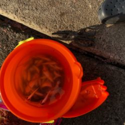 息子と豆アジ釣り