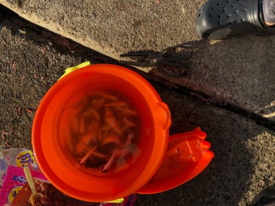 息子と豆アジ釣り