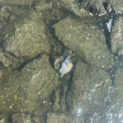 暑かったけど、釣れて良かった