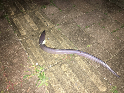 ウナギ！！……じゃないわコレ