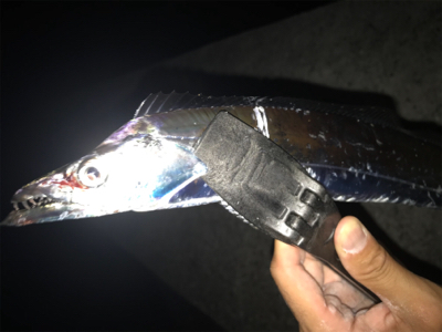 2020ライトゲーム第23戦　夏タチ爆釣！…