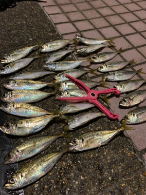 夕涼みアジング♪♪