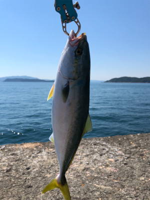 盆休み最終日は加太大波止で青物！