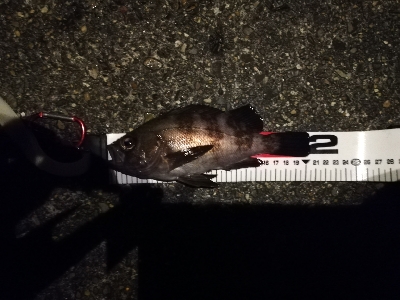 ナイトシーバス釣行？