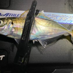 アジング 入れ食い