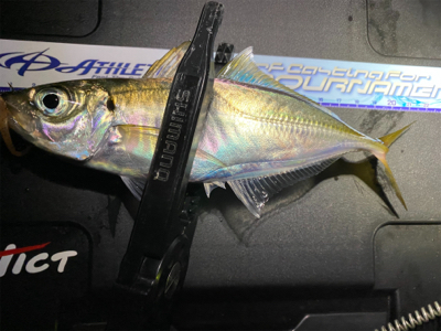 アジング　入れ食い