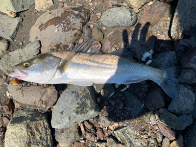 暑いけどDAYはいい