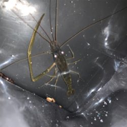 テナガエビ釣り