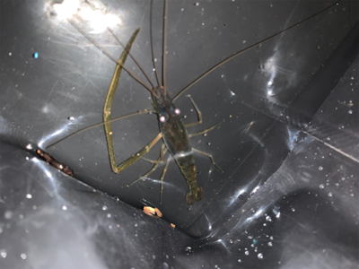 テナガエビ釣り