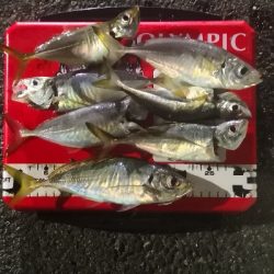 アジング練習 174