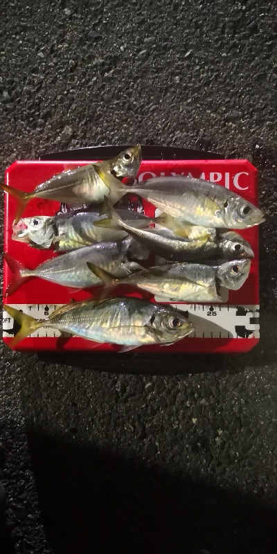 アジング練習 174