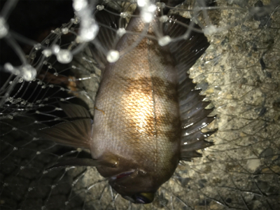 極暑の中夜釣り