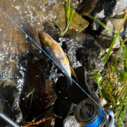 カワムツしか釣れない