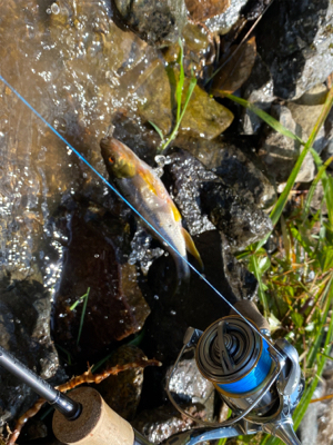 カワムツしか釣れない