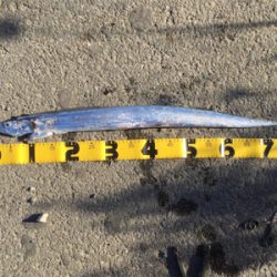 ツバス狙いでしたが