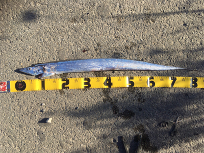 ツバス狙いでしたが