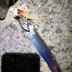 太刀魚シーズンです