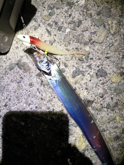 太刀魚シーズンです