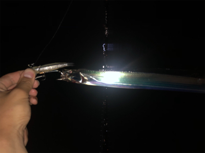 岸和田でもタチウオ