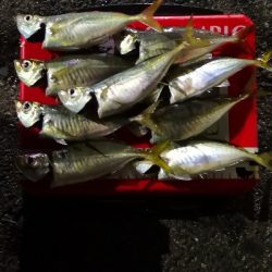 アジング練習 175