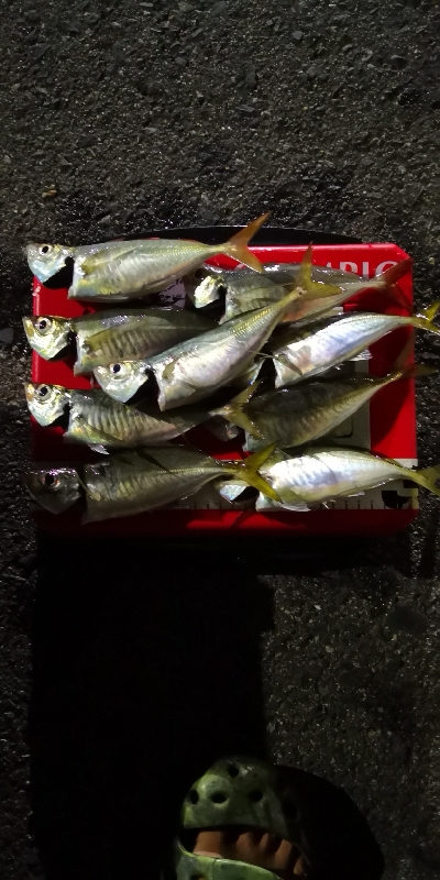 アジング練習 175