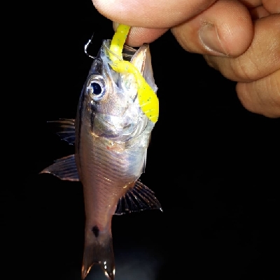 ちょっとだけ、ライトフィッシング