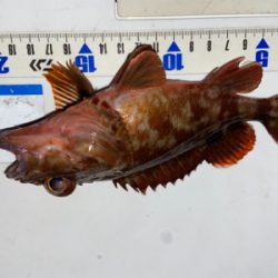 ガシラ祭り^ ^♫