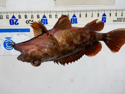 ガシラ祭り^ ^♫