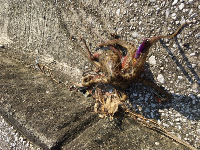 なかなかやねぇ