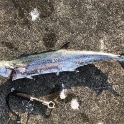 人生初のサワラ