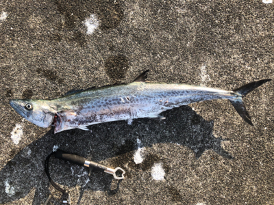 人生初のサワラ