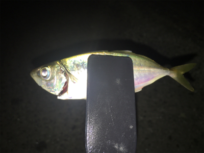 下げ潮の難しさ