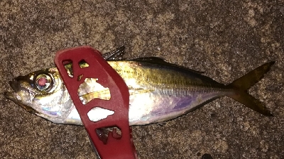 つ抜けアジング