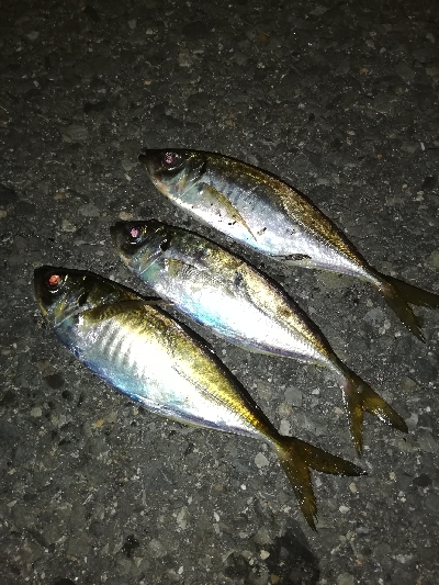 アジ渋かった。外道でチヌ51cm上がってた…