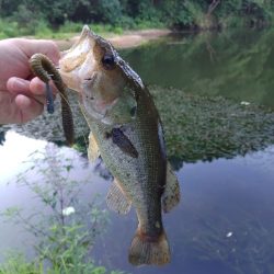 パンチショット