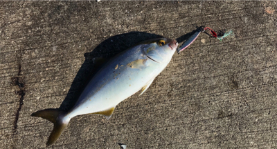 炎天下の釣行。