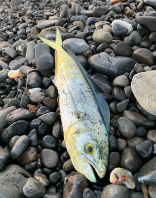 海水温が高くて渋いです。