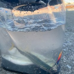 サビキとジグサビキ