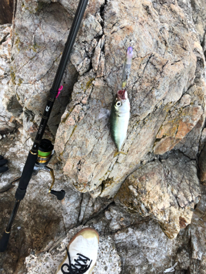 サバゲー化してきた