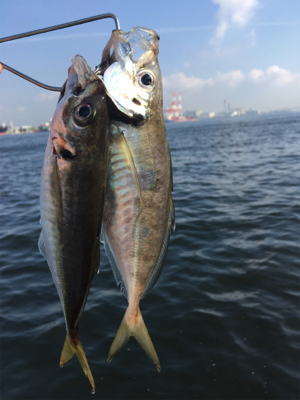 SSJでメクリアジ2匹サバ2匹