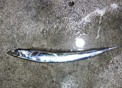 ライトゲームでまさかのタチウオ