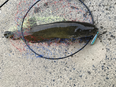 まさかのナマズ